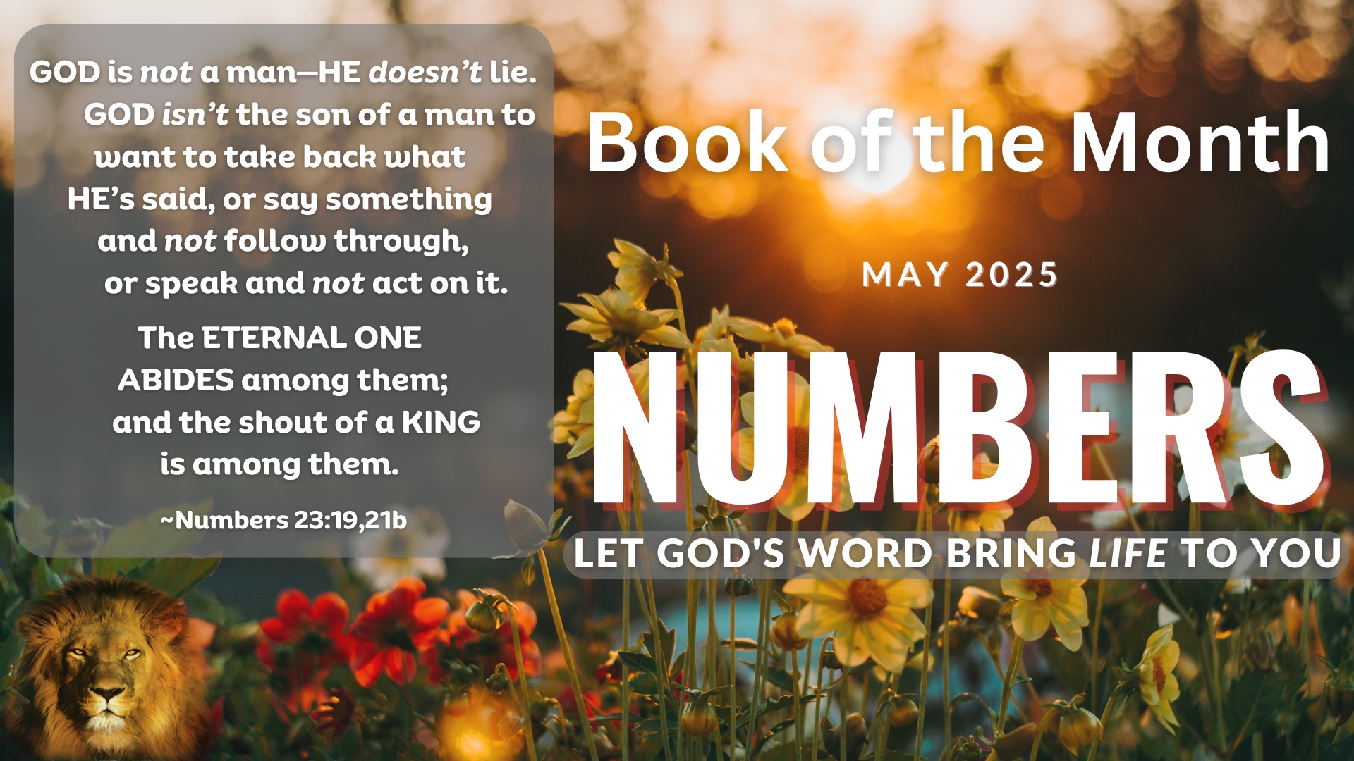 SHOFAR Book of the Month - NUMBERS